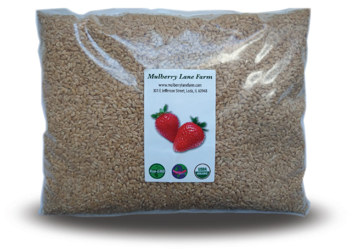 Hard White Wheat Berries 5 Pounds Organic Non-GMO U520012