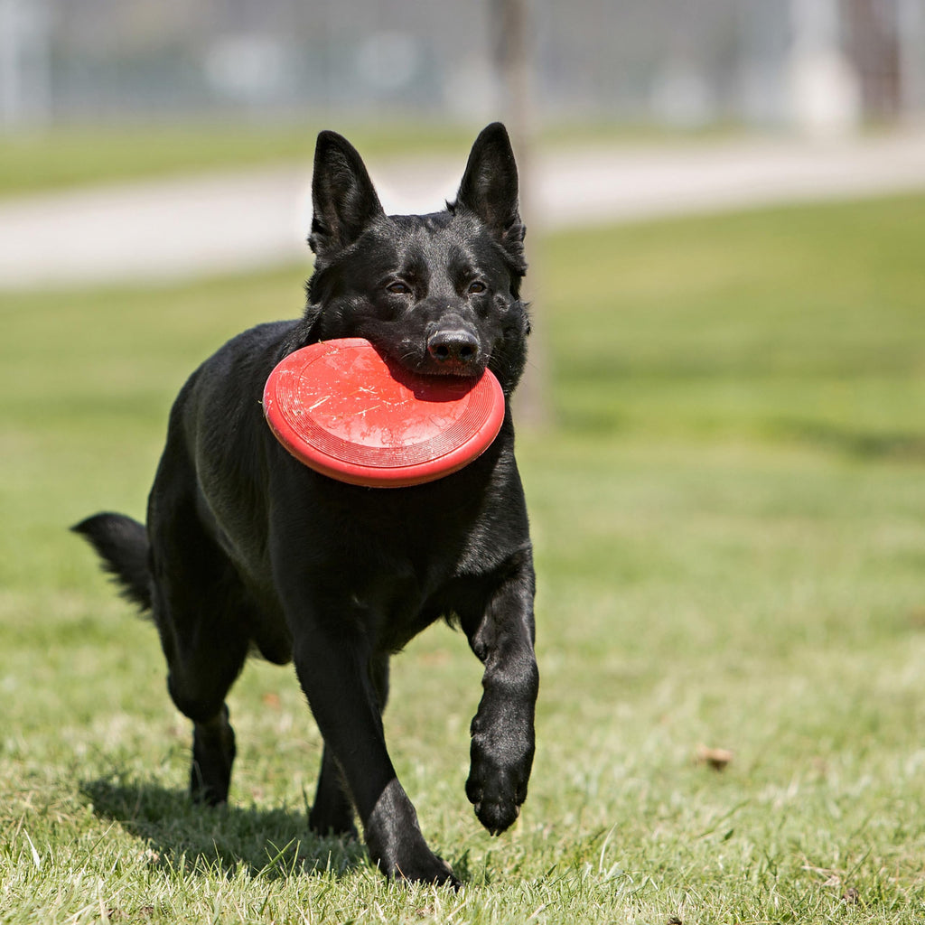 Natural Rubber Flying Disc Fetch Toy A908102