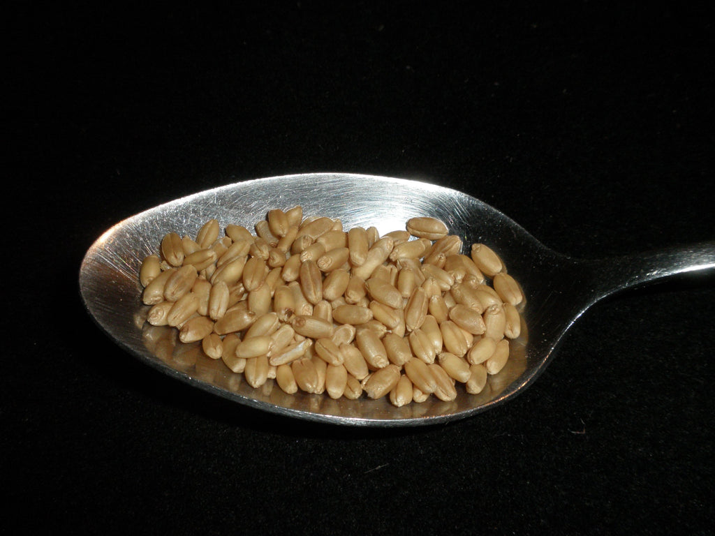 Hard White Wheat Berries 5 Pounds Organic Non-GMO U520012
